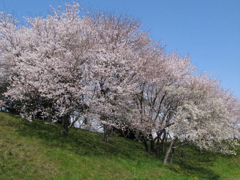 桜満開の黒野城跡